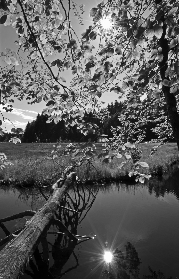 Au bord de l'eau