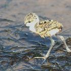 Au bord de l'eau, l'échasse blanche poussin ...