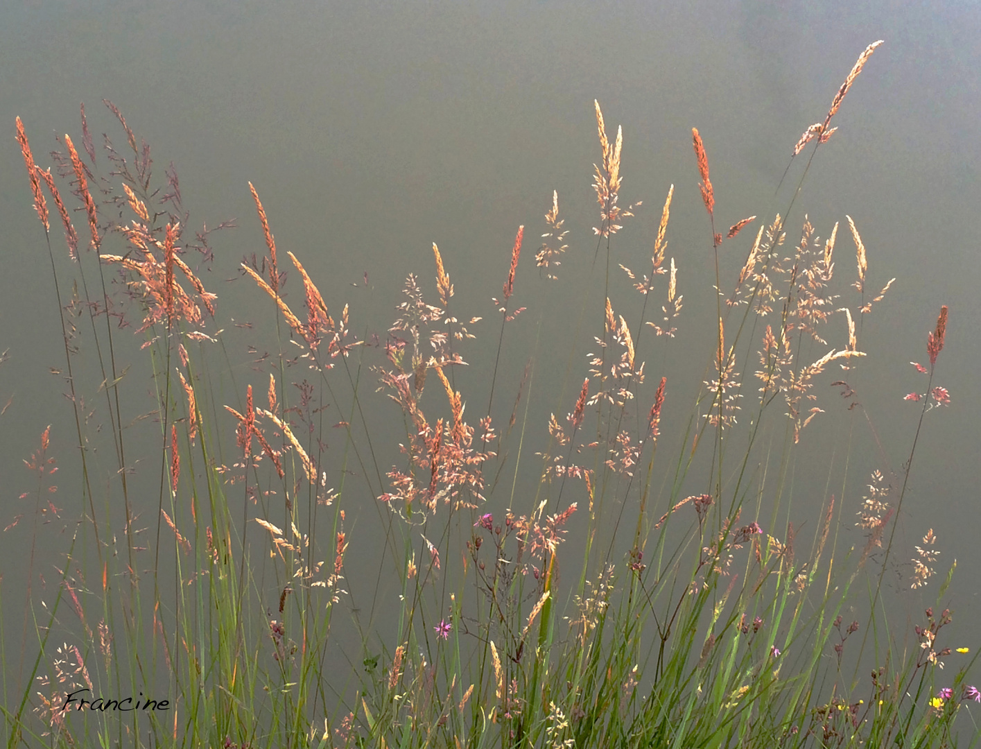 Au bord de l'eau, quelques brins d'herbe ...