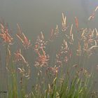 Au bord de l'eau, quelques brins d'herbe ...