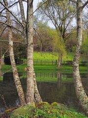 Au bord de l’étang