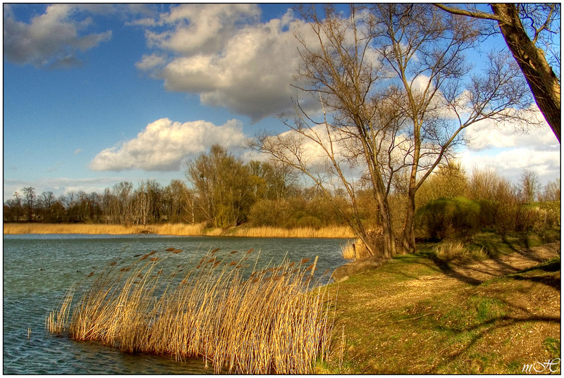 Au bord de l'étang.