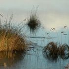 Au bord de l'étang