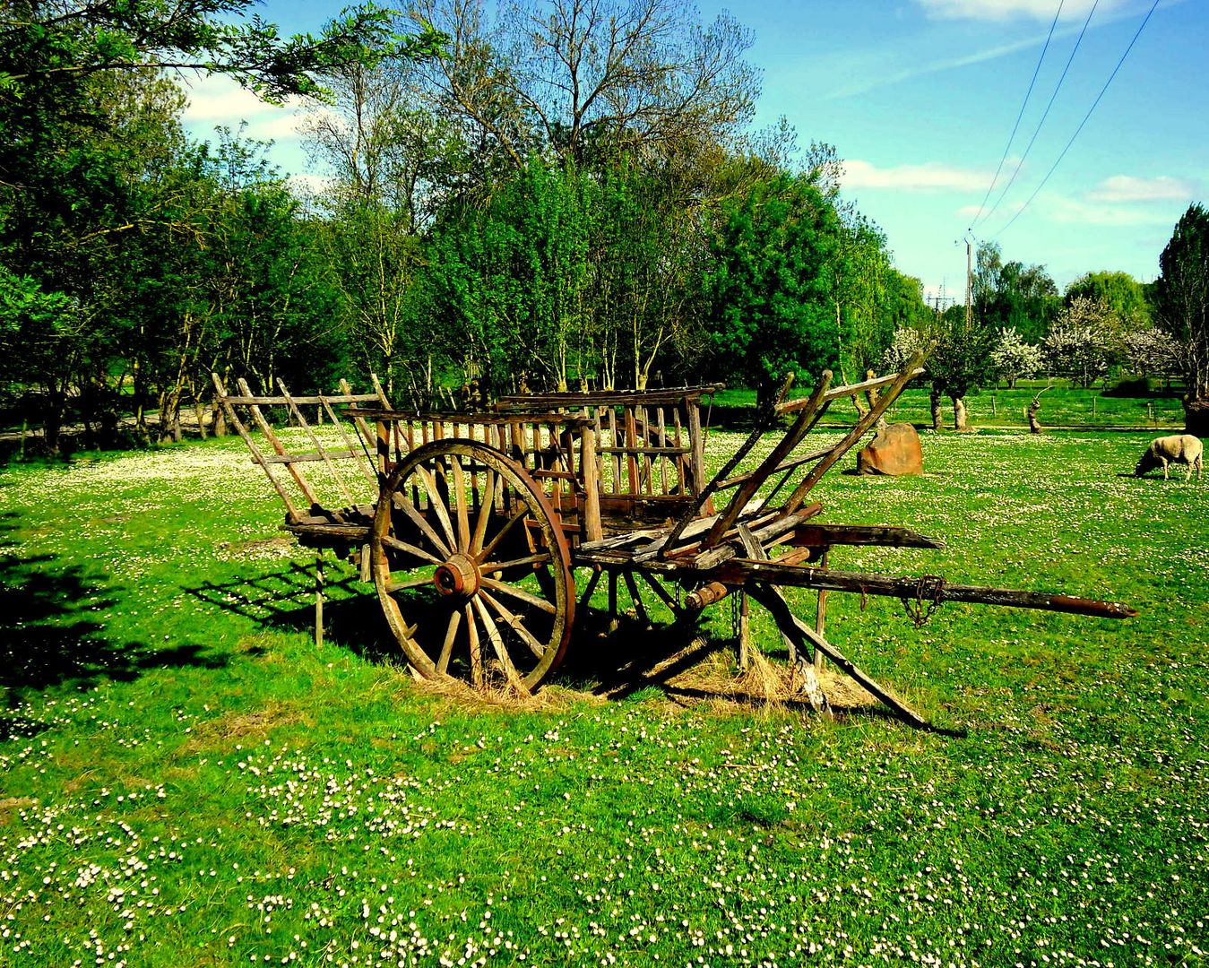 au bord de l'étang