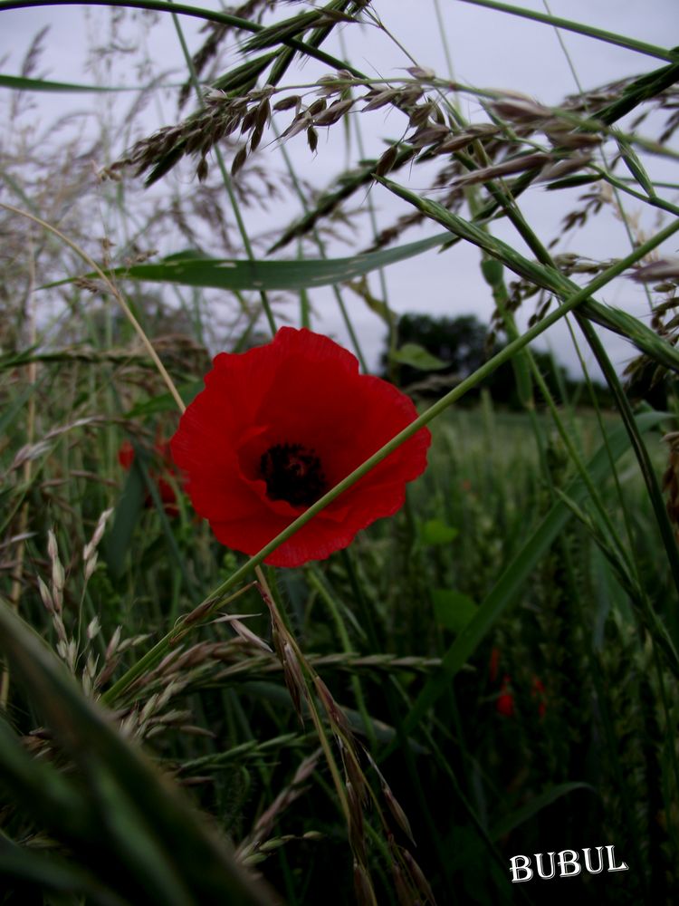 AU BORD DU CHEMIN