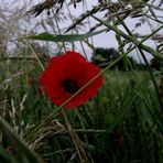 AU BORD DU CHEMIN