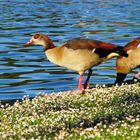 Au bord du lac