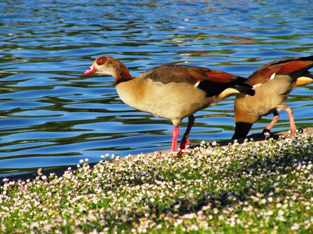 Au bord du lac de Tiboucle 