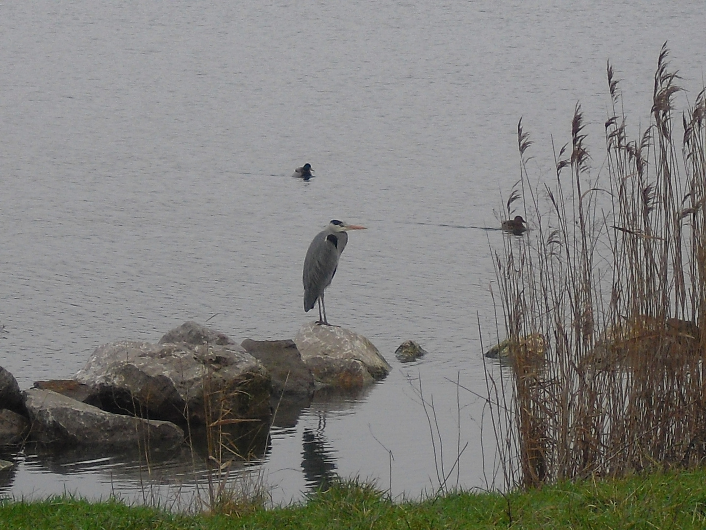 au bord du lac