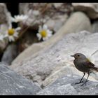 Au bord du torrent .