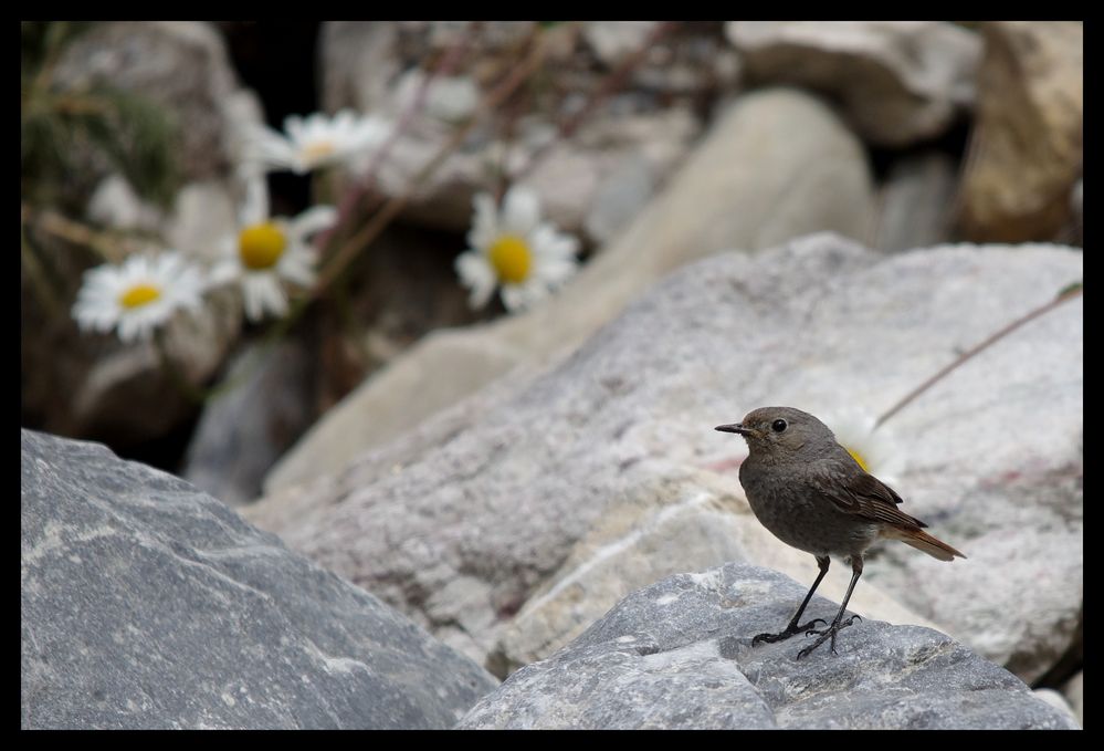 Au bord du torrent .