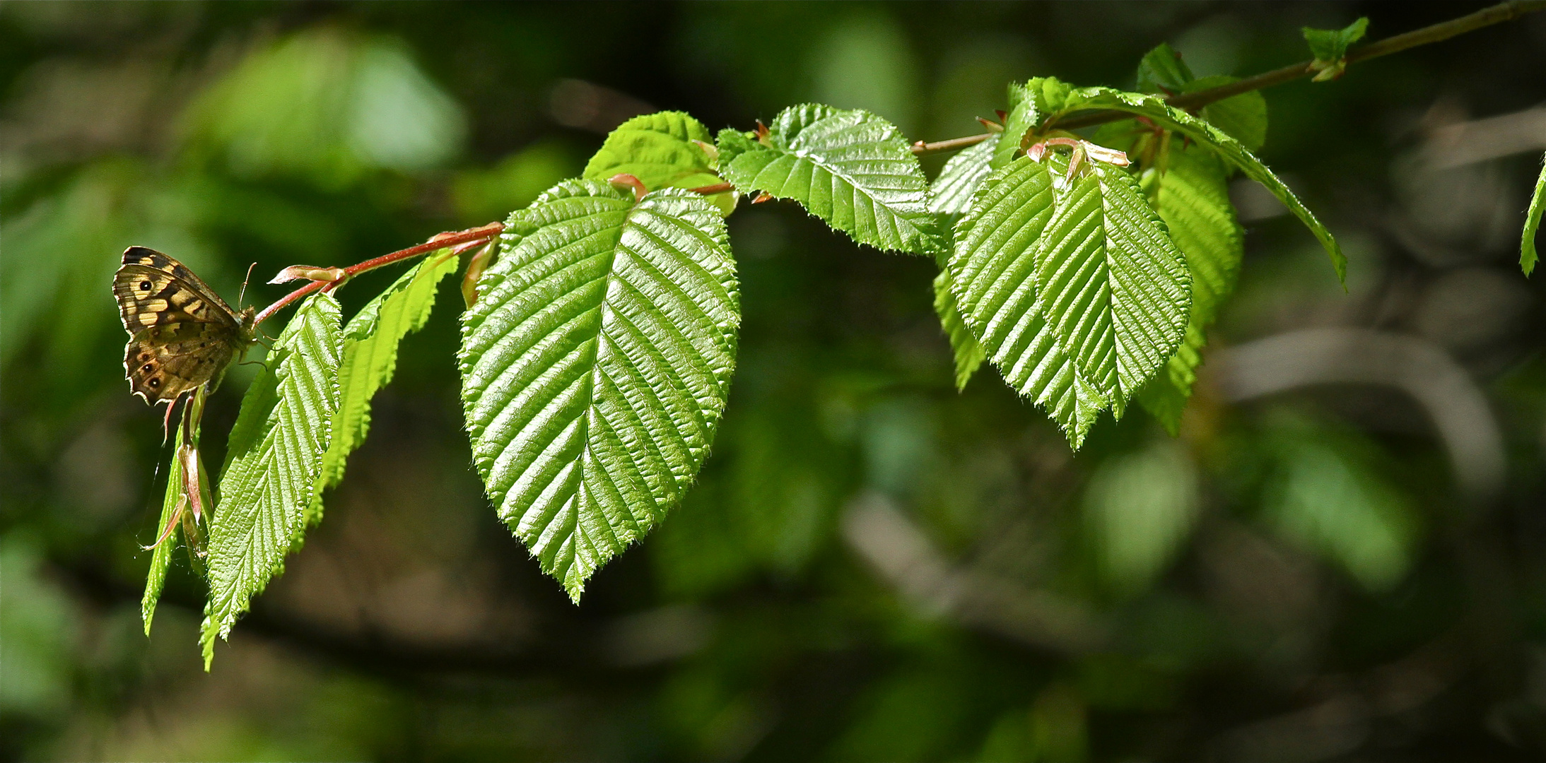 Au bout de la branche