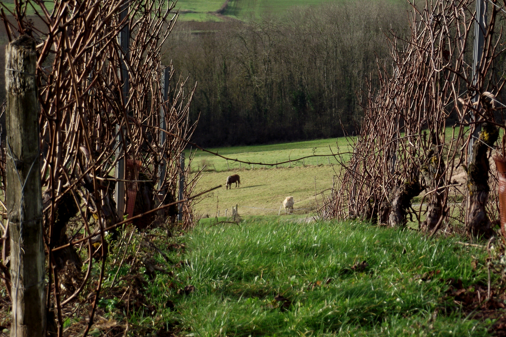 AU BOUT DES RANGS DE VIGNE