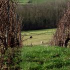 AU BOUT DES RANGS DE VIGNE