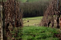 AU BOUT DES RANGS DE VIGNE