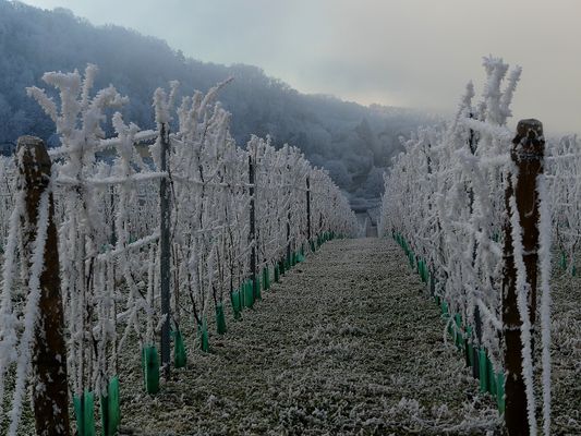 AU BOUT DES RANGS DE VIGNE GIVRES