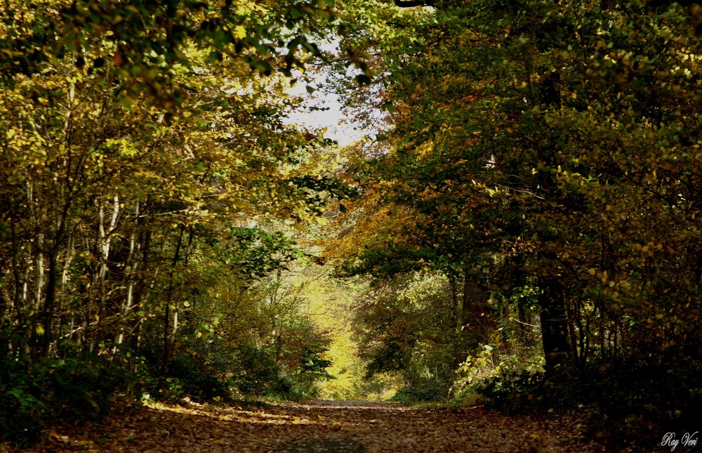 au bout du chemin.........la lumiere