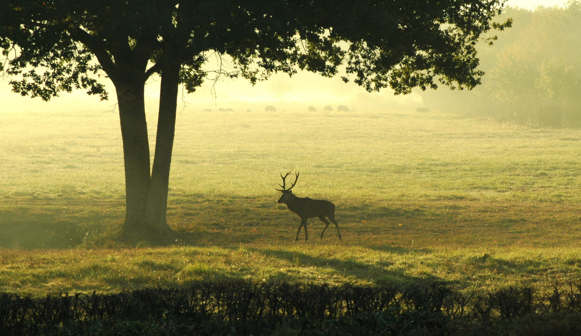 Au brame du cerf - Forêt de CHAMBORD -