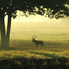 Au brame du cerf - Forêt de CHAMBORD -