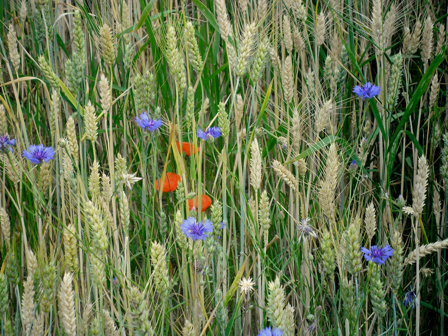 au champ de blé