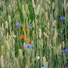 au champ de blé