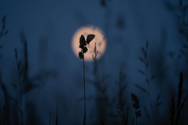 - au claire de lune -