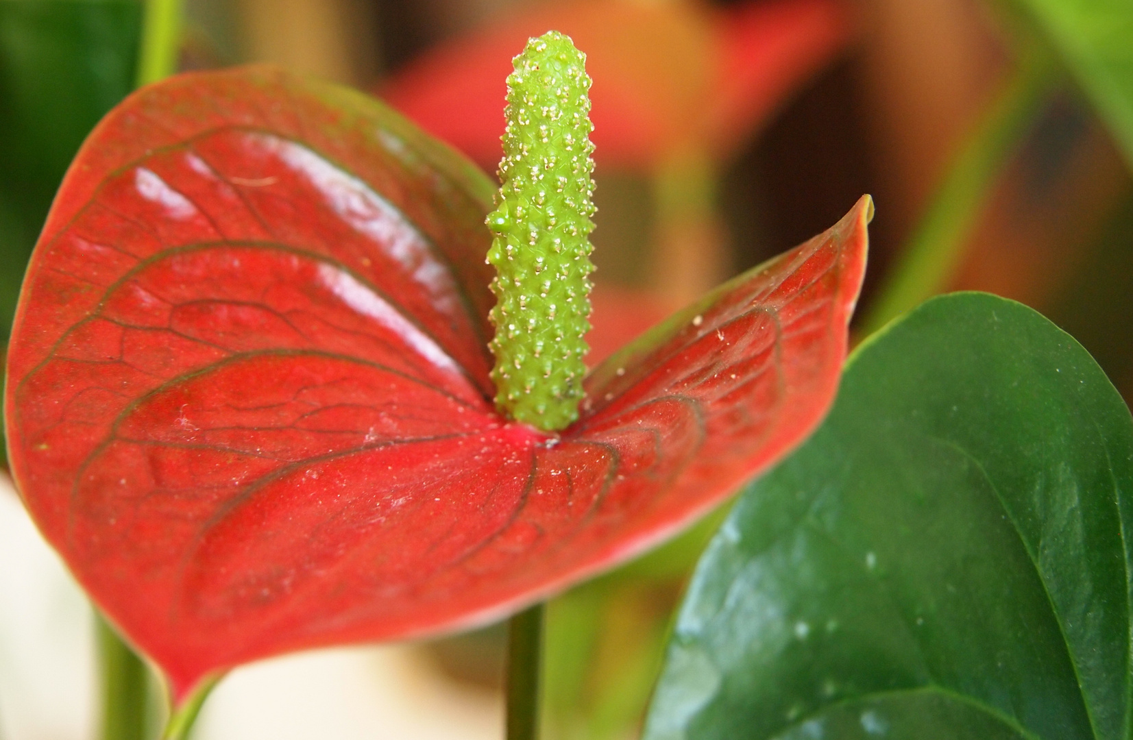 au coeur d une fleur exotique