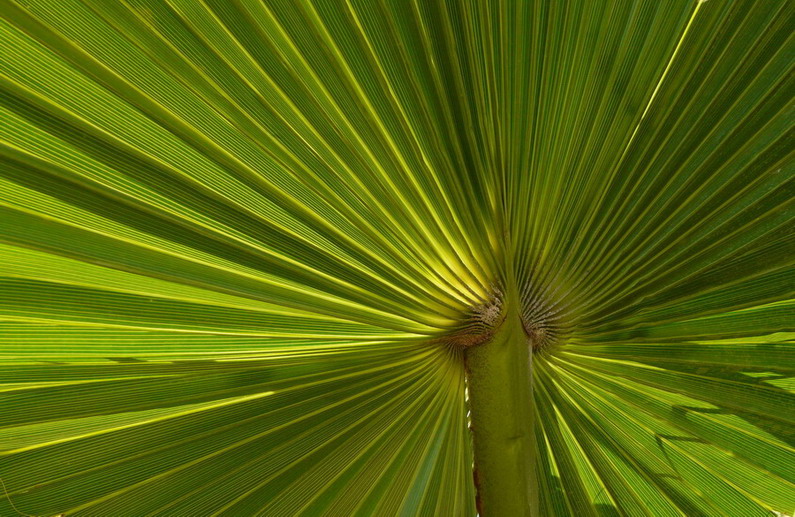 au coeur de la feuille de palmier