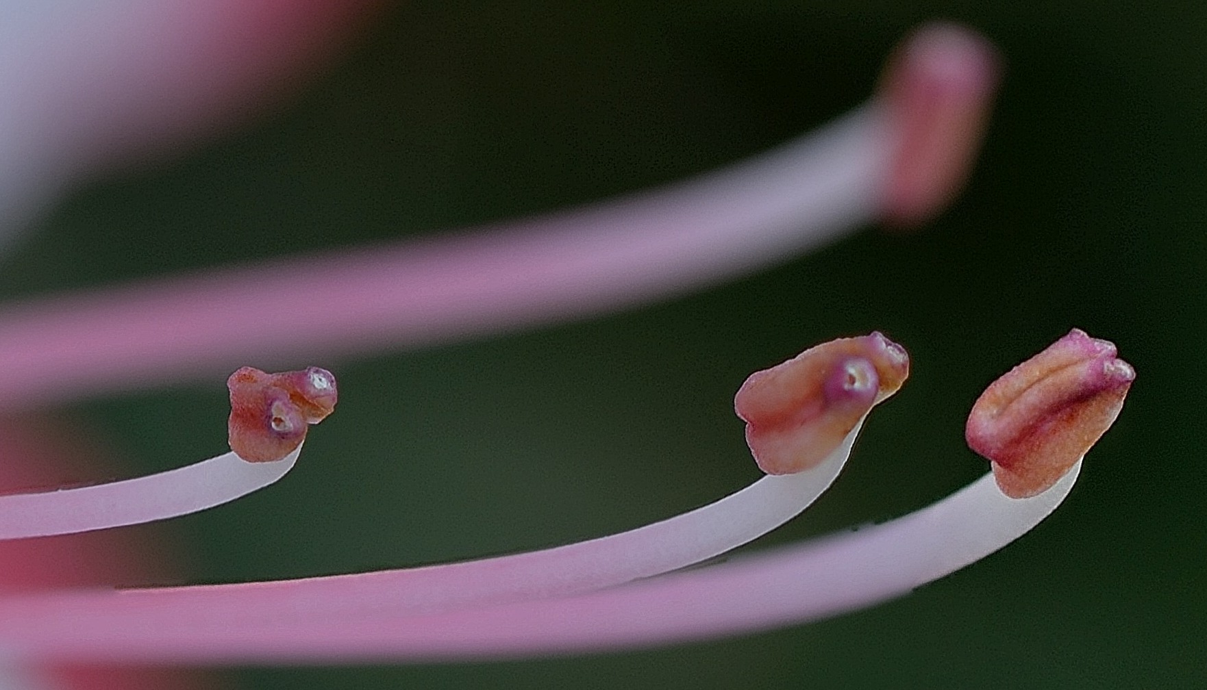 Au coeur de la fleur