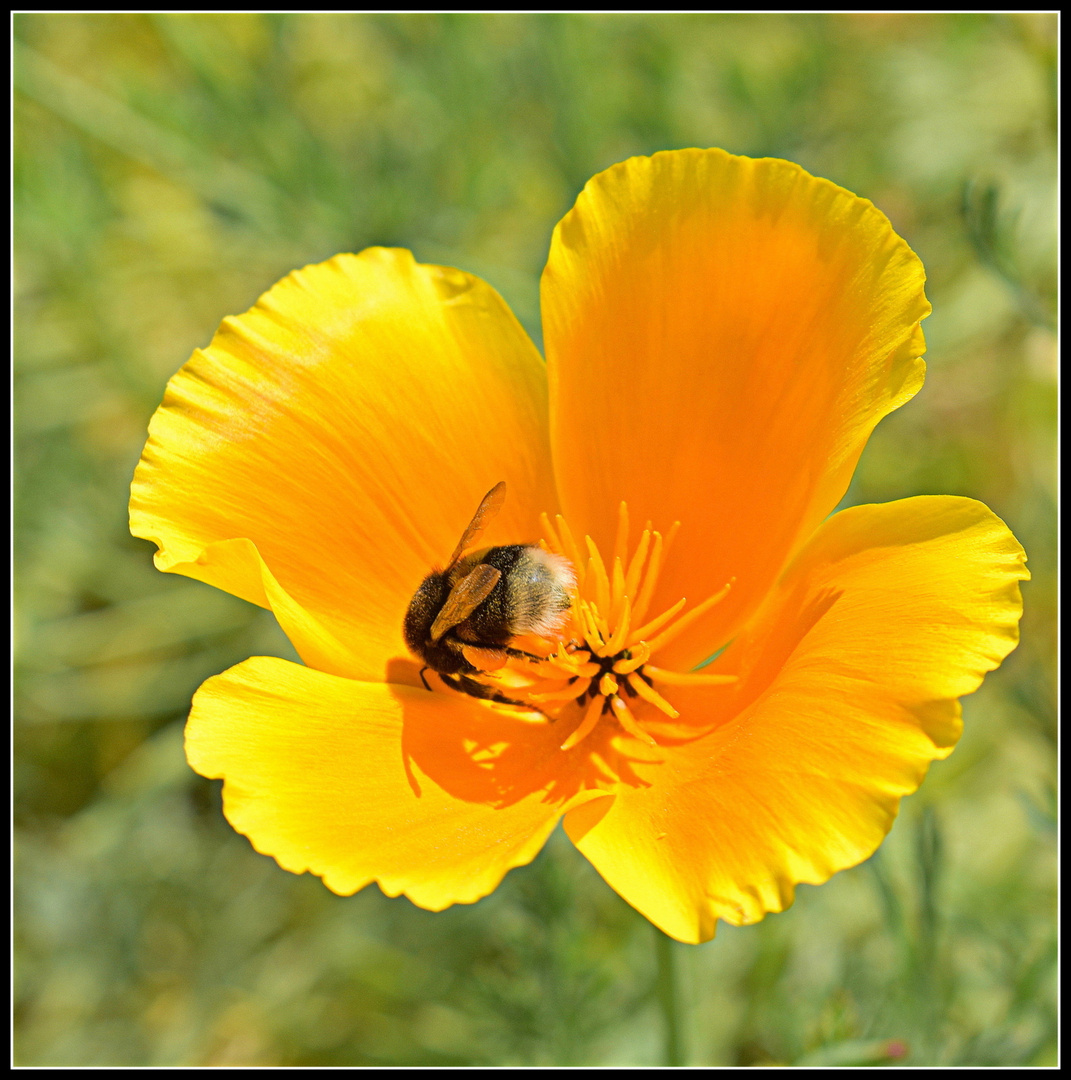 au coeur de la fleur