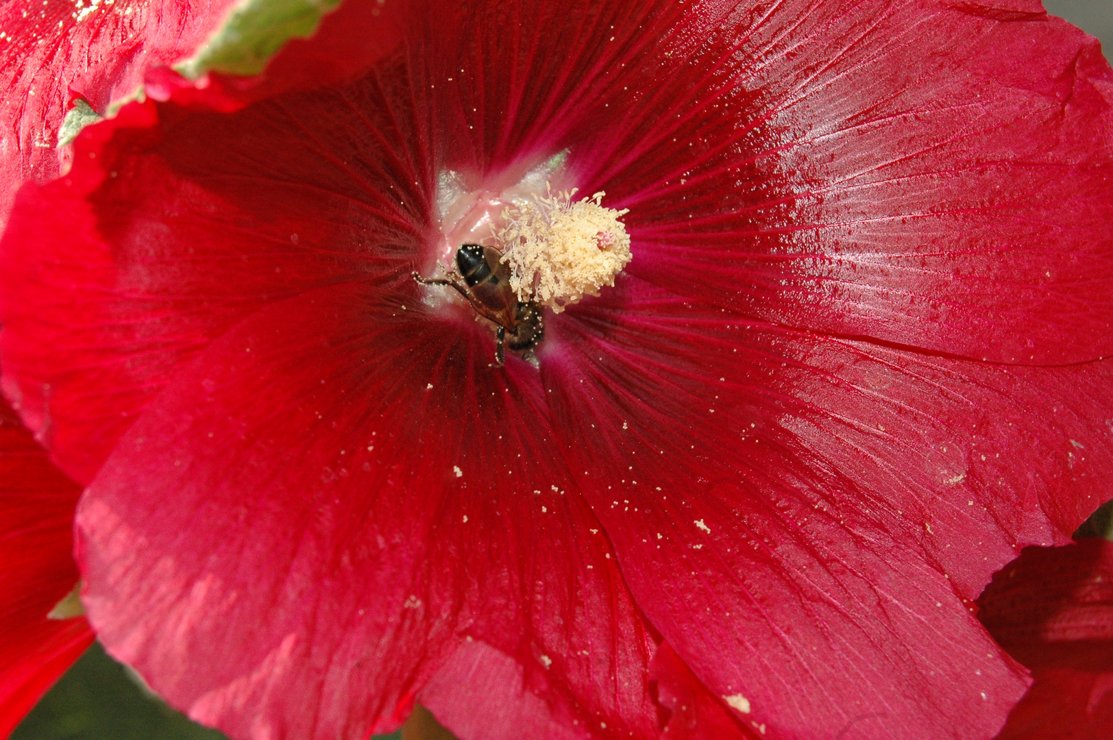 Au coeur de la fleur