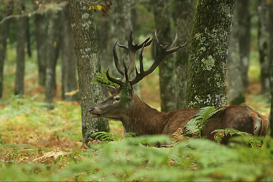 ...Au coeur de la forêt...