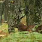 ...Au coeur de la forêt...