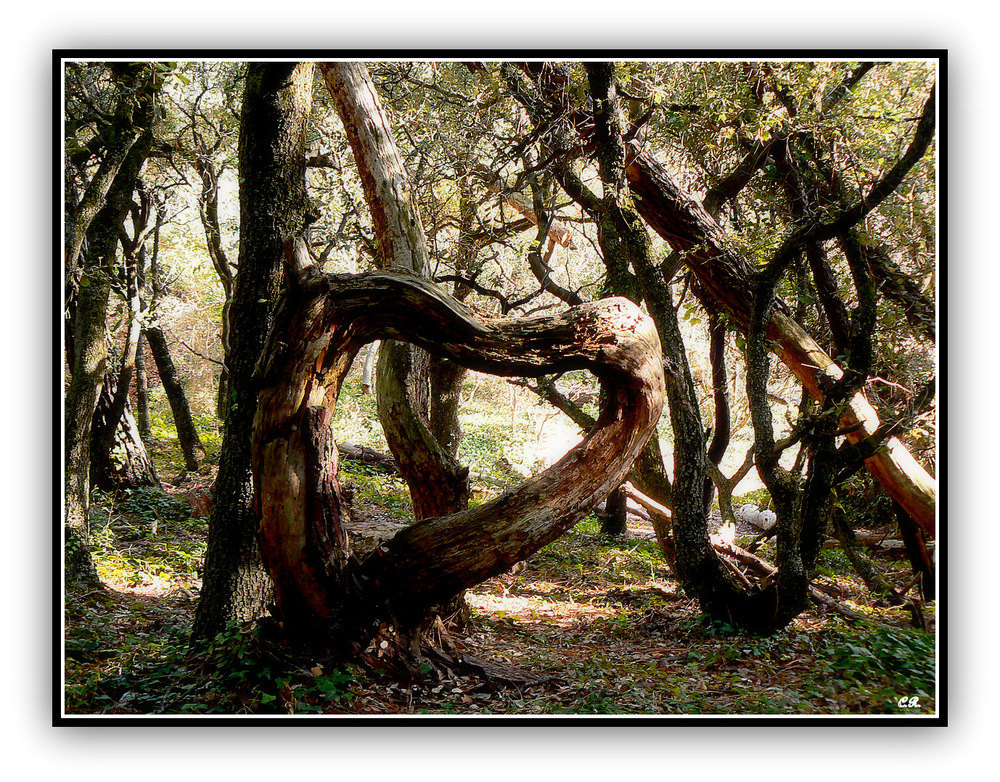 Au coeur de la forêt...