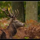 ...Au coeur de la forêt...