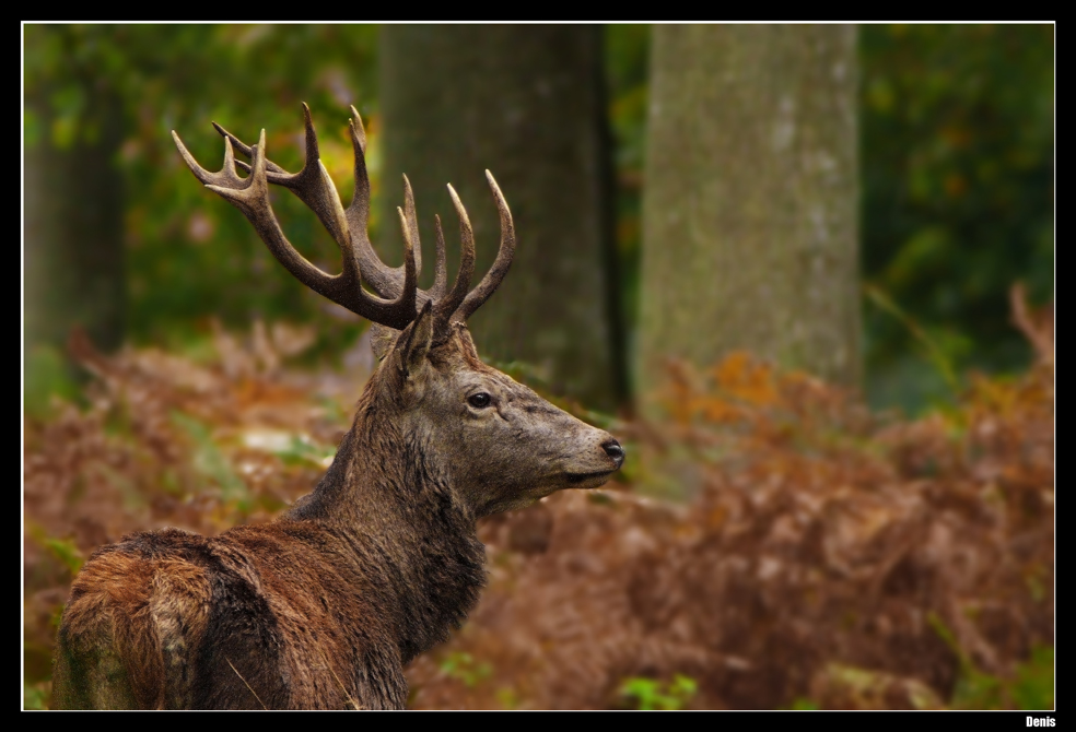 ...Au coeur de la forêt...