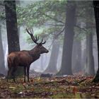 " Au coeur de la forêt "