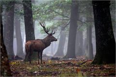 " Au coeur de la forêt "