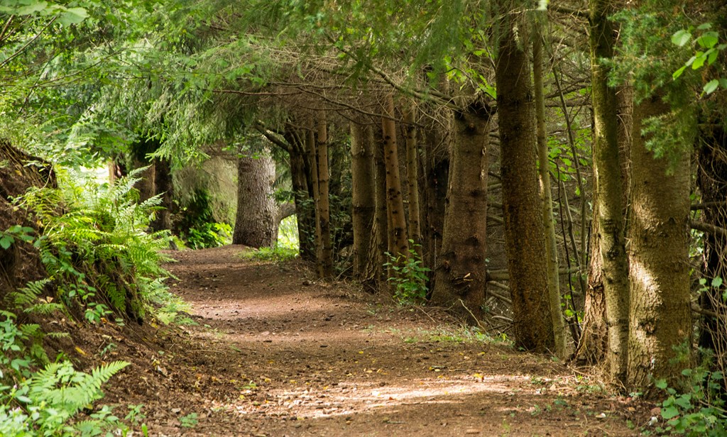 Au coeur de la forêt, ce chemin...