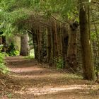 Au coeur de la forêt, ce chemin...