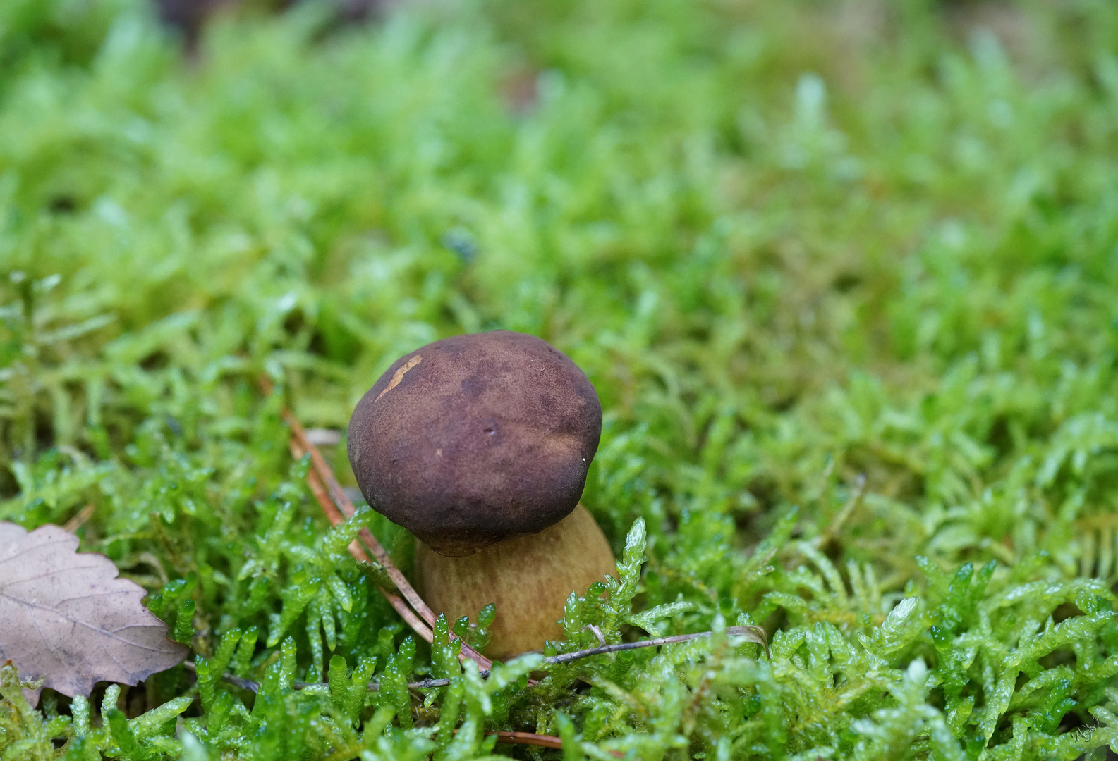 Au coeur de la forêt de Perseigne