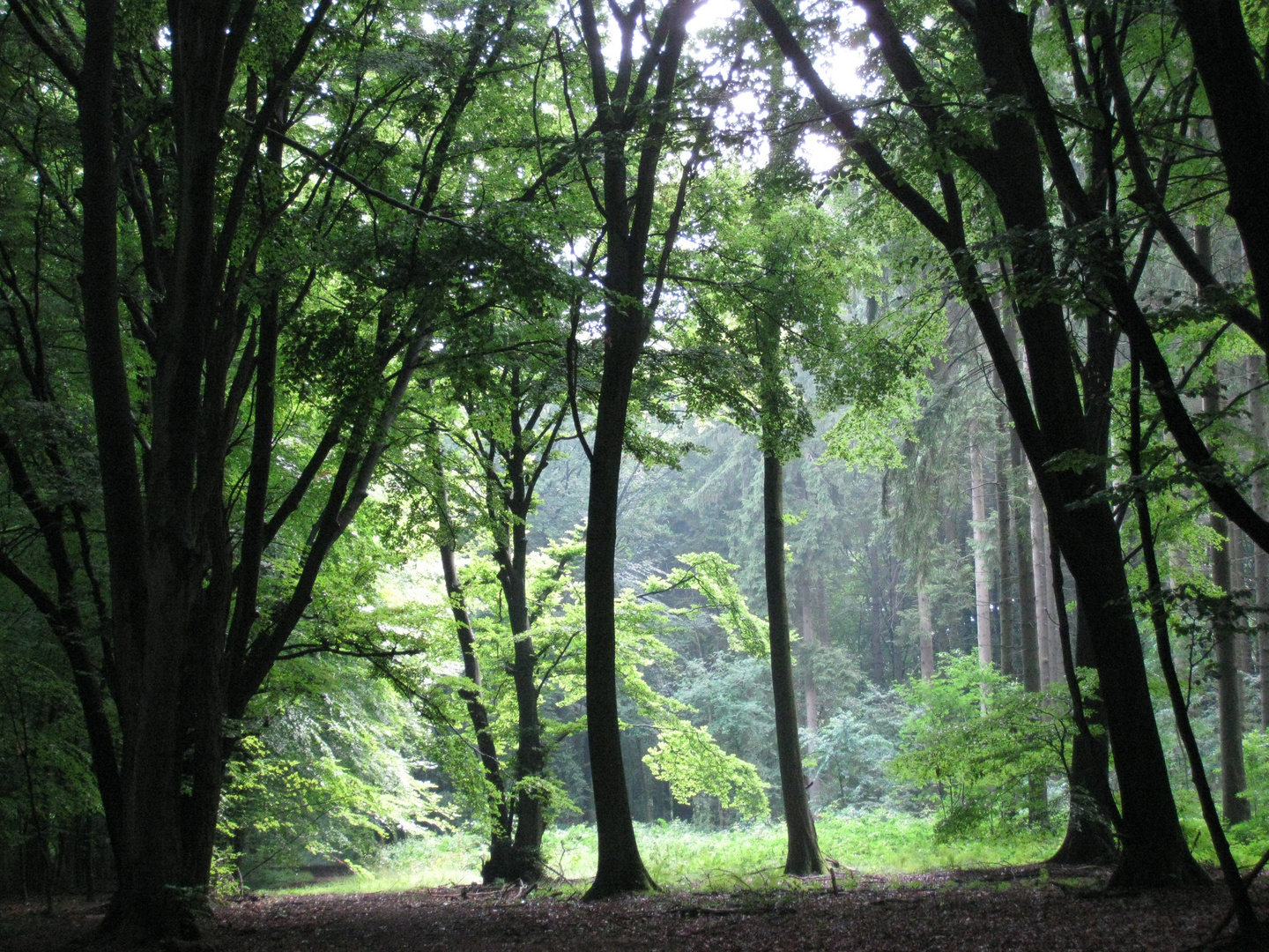 au coeur de la forêt