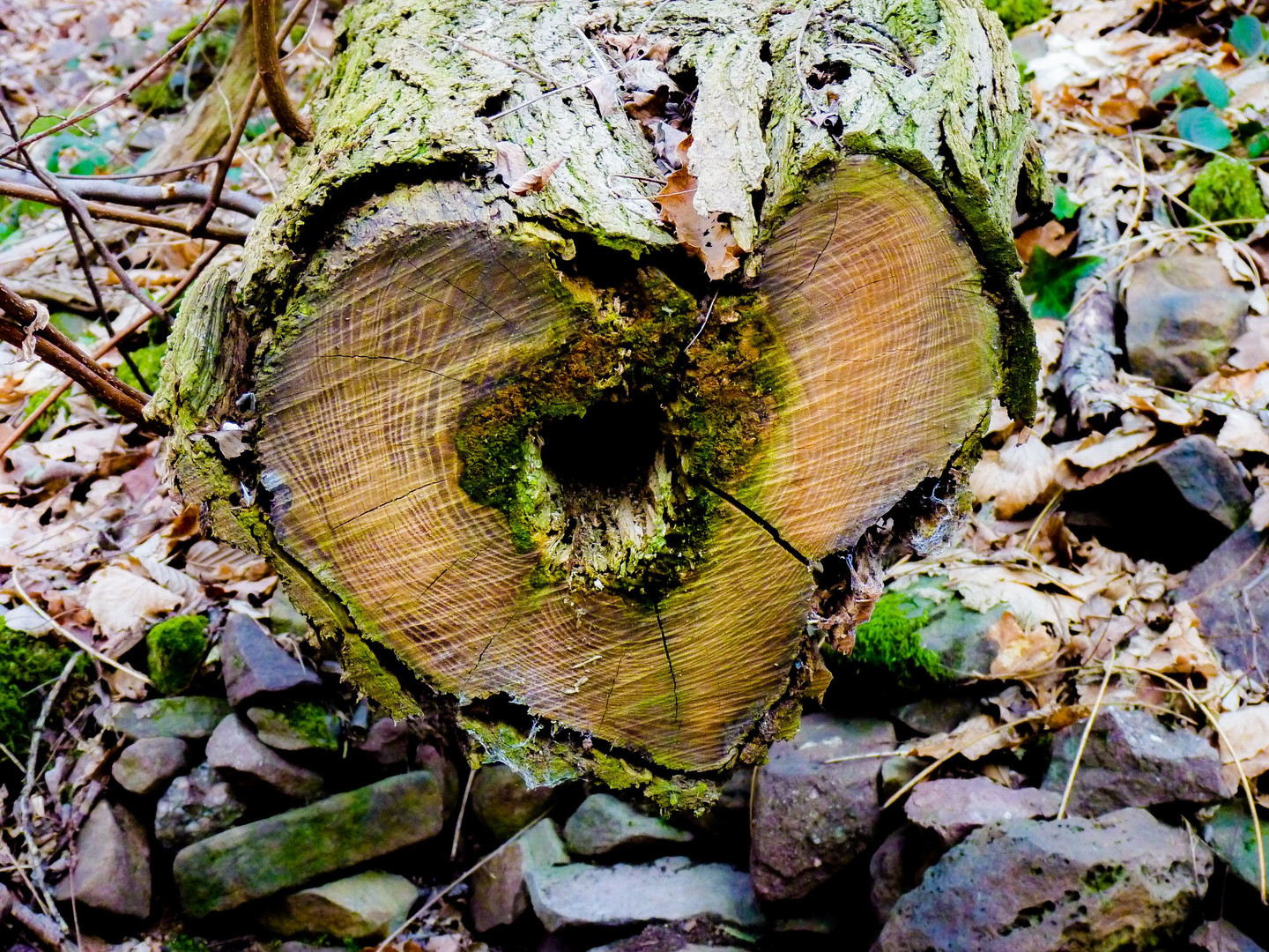 Au coeur de la forêt