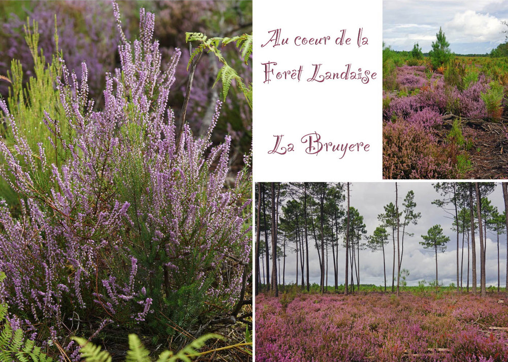 Au coeur de la Forêt landaise