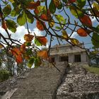 au coeur de la jungle a palenque