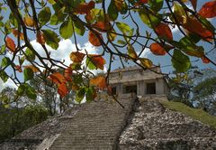 au coeur de la jungle a palenque