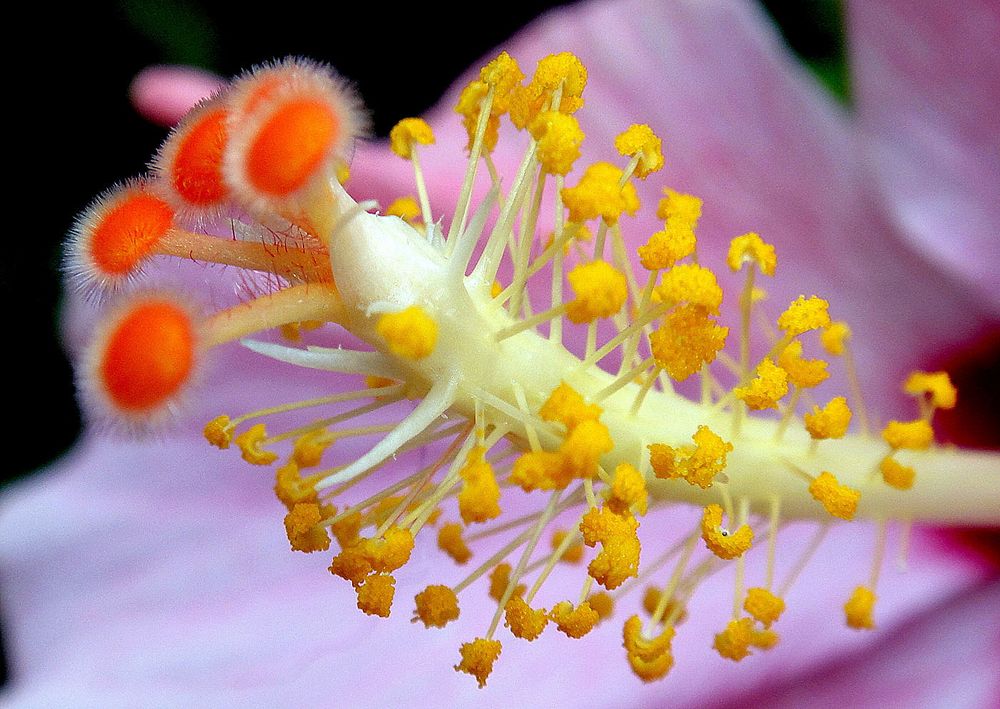 Au coeur de l'Hibiscus 1