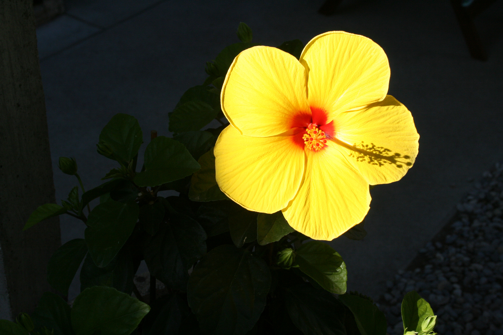 Au Coeur de L'hibiscus