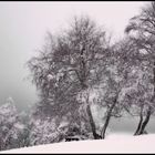 Au coeur de l'hiver