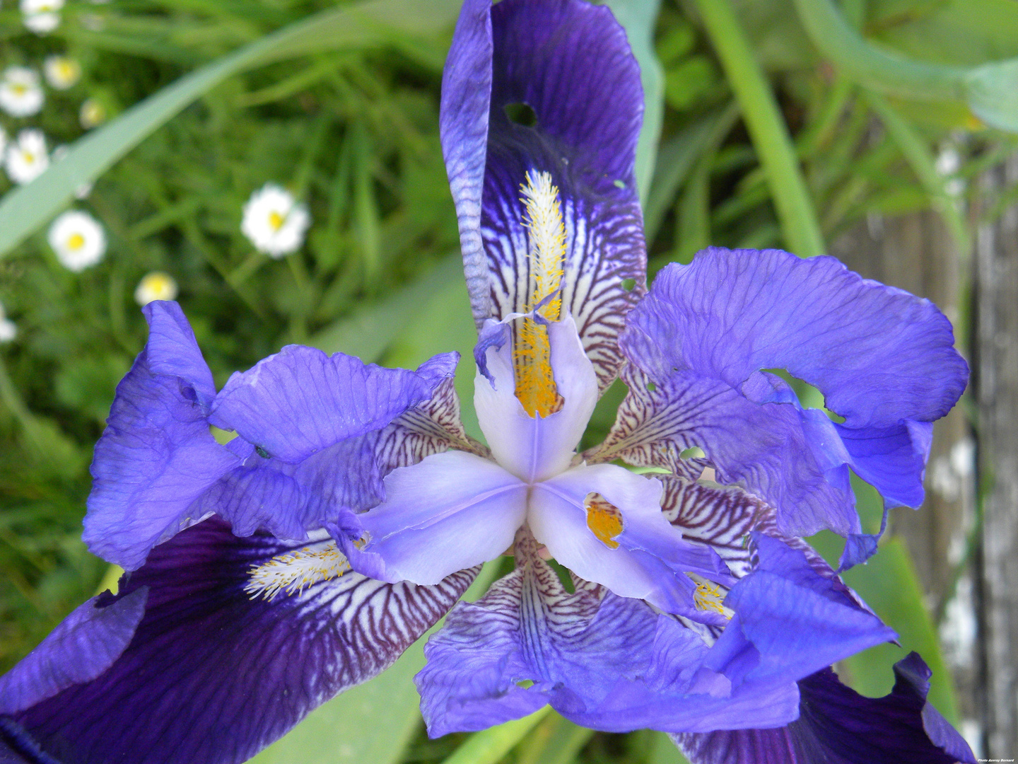 au coeur des fleurs